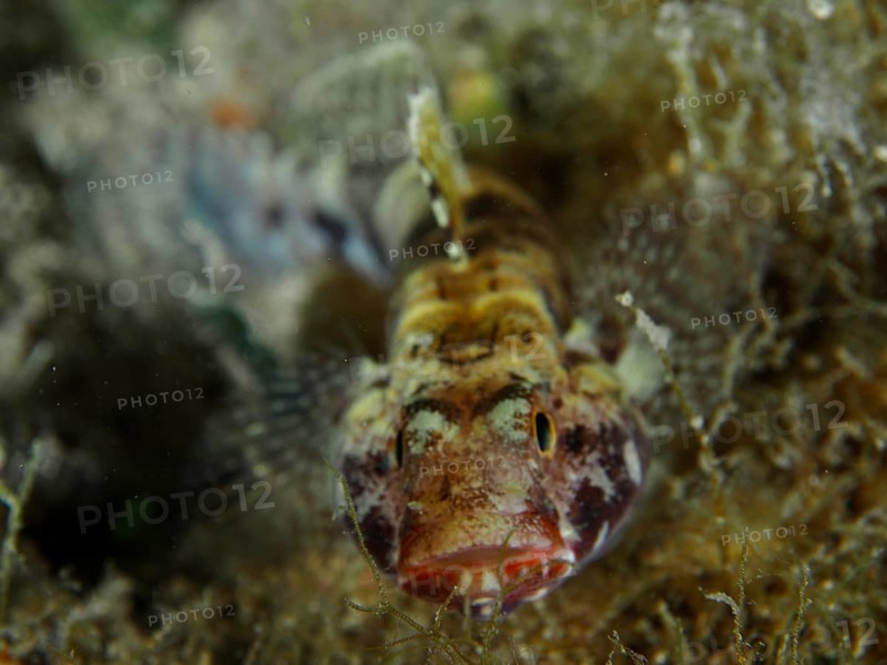 Redmouth goby (Gobius cruentatus) in close-up with clear details of the face. Dive site House Reef, Stoja, Pula, Croatia, Mediterranean Sea