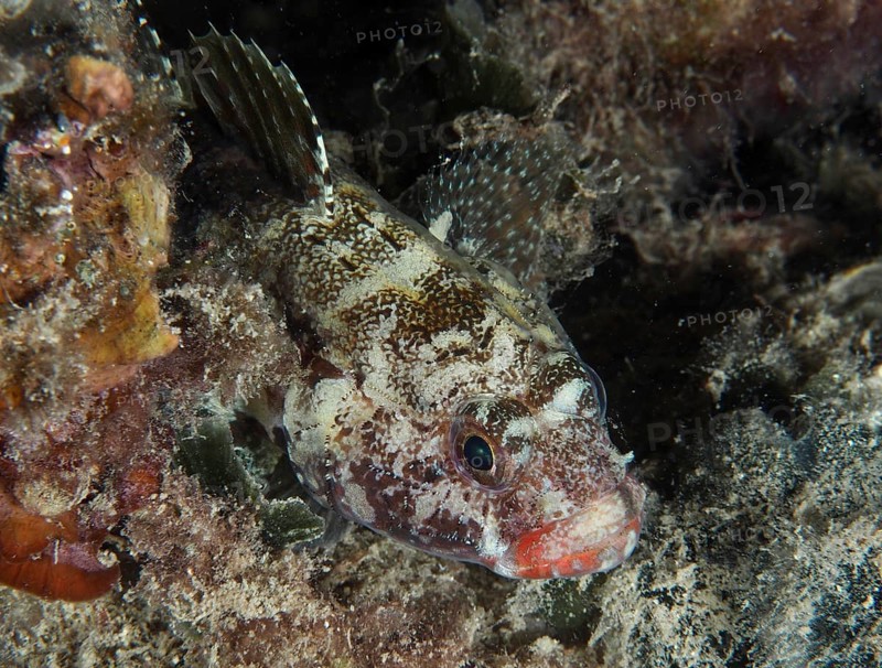 Camouflaged fish, redmouth goby (Gobius cruentatus), hiding between rocks and algae. Dive site House Reef, Stoja, Pula, Croatia, Mediterranean Sea