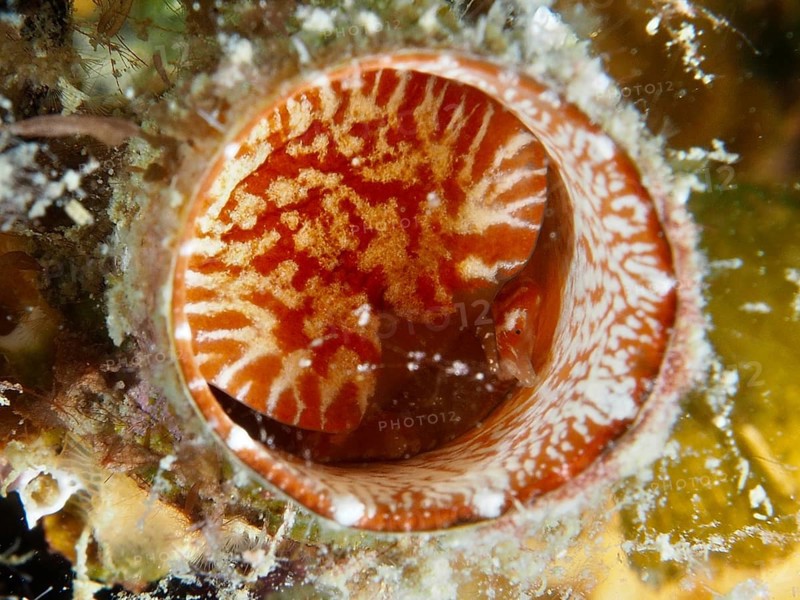 Detailed view of the red-bordered opening of a giant worm snail (Thylacodes arenarius), worm snail, with fine white patterns. Dive site House Reef, Stoja, Pula, Croatia, Mediterranean Sea