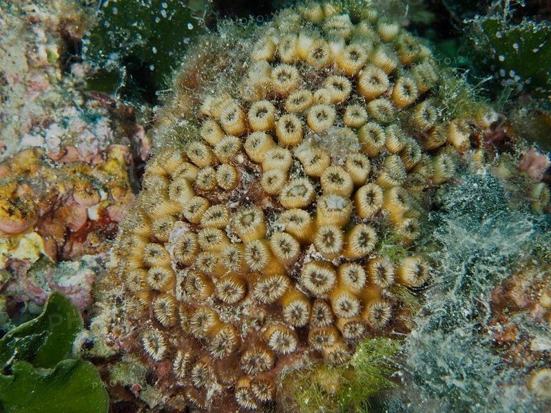 Dense, yellow lawn coral with green algae and small marine animals in between. Muzil Dive Site, Stoja, Pula, Croatia, Mediterranean