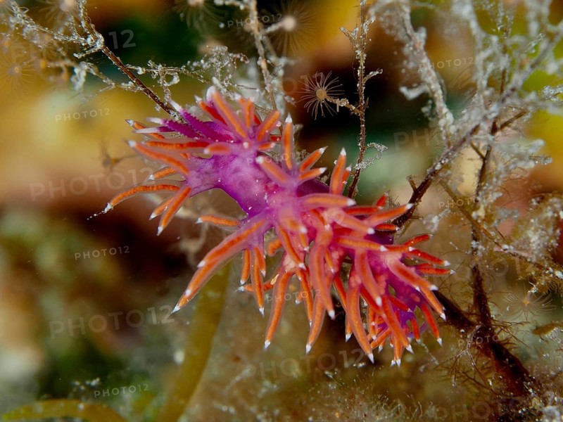 Colourful Edmundsella pedata (Edmundsella pedata) with striking colouration on algae. Dive site Muzil, Stoja, Pula, Croatia, Mediterranean Sea