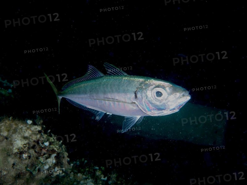A single fish, a Mediterranean bearded mackerel (Trachurus mediterraneus), swims in the dark water, illuminated by dim light. Dive site House Reef, Stoja, Pula, Croatia, Mediterranean Sea