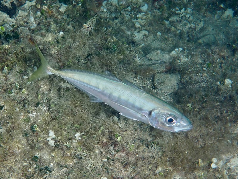 A single fish, the Mediterranean mackerel (Trachurus mediterraneus), swims on the seabed, surrounded by natural vegetation and algae. Dive site House Reef, Stoja, Pula, Croatia, Mediterranean Sea