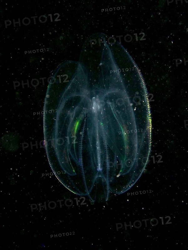 A transparent ribbed jellyfish, sea walnut (Mnemiopsis leidyi) shimmers in the dark water with fine light reflections. Dive site House Reef, Stoja, Pula, Croatia, Mediterranean Sea