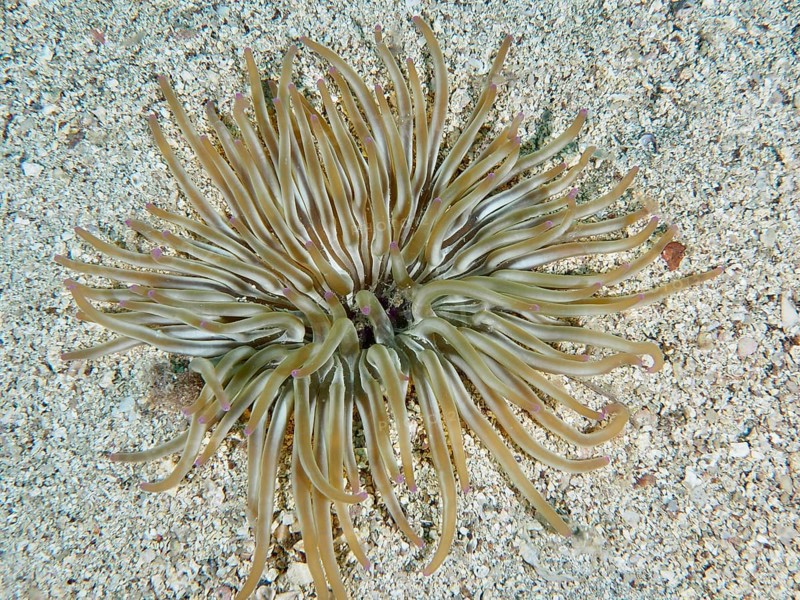 Long tentacles of a sand gold rose (Condylactis aurantiaca) spread out on a sandy substrate. Dive site House Reef, Stoja, Pula, Croatia, Mediterranean Sea