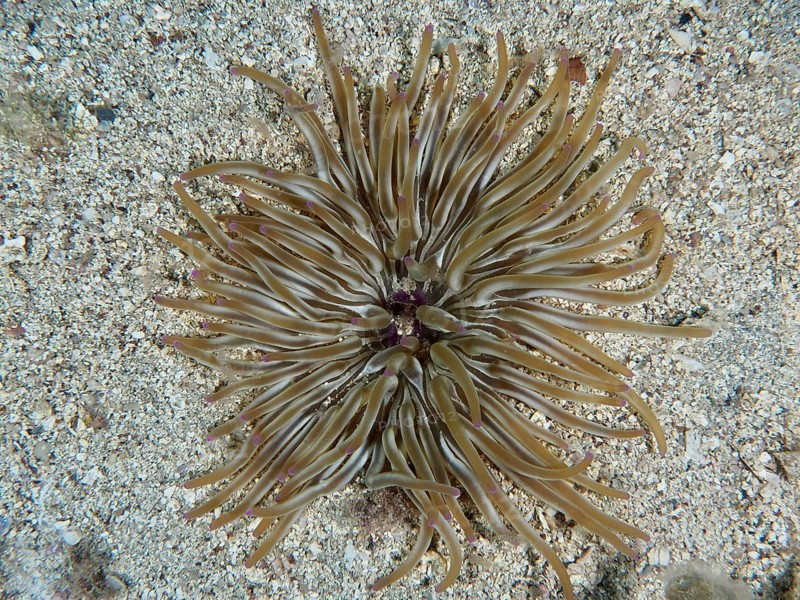 Brown sand gold rose (Condylactis aurantiaca) with long tentacles on a sandy seabed. Dive site House Reef, Stoja, Pula, Croatia, Mediterranean Sea