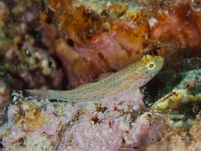 Small spotted fish, Sarato's goby (Gobius fallax), in a reef. Dive site House Reef, Stoja, Pula, Croatia, Mediterranean Sea