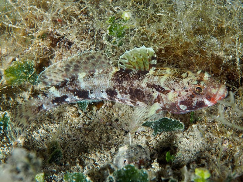 Well camouflaged fish, redmouth goby (Gobius cruentatus), lies on the sandy seabed. Dive site House Reef, Stoja, Pula, Croatia, Mediterranean Sea