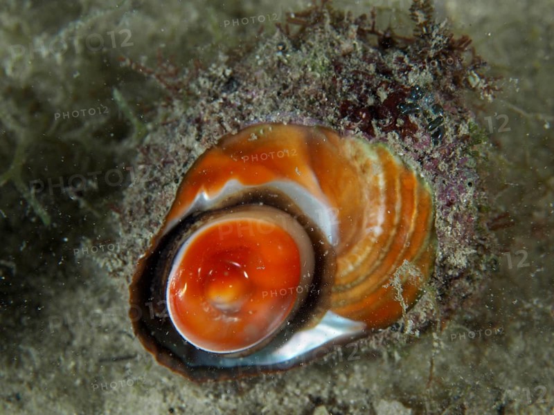 Orange red turban snail (Bolma rugosa) with detailed texture on the bottom. Dive site House Reef, Stoja, Pula, Croatia, Mediterranean Sea