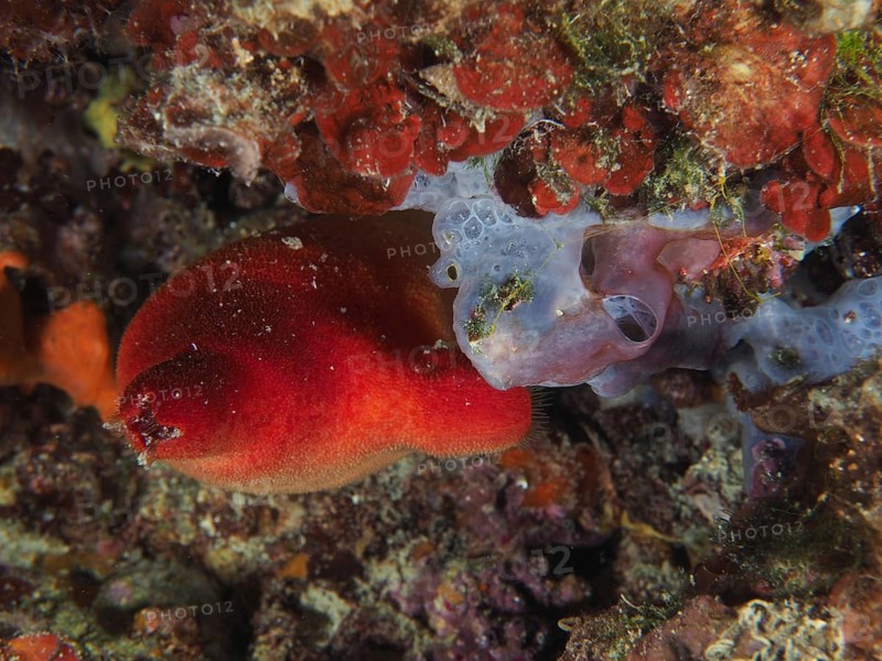 Vividly coloured red sea squirt (Halocyntia papillosa) in red and sea sponge in blue in a reef. Dive site Muzil, Stoja, Pula, Croatia, Mediterranean Sea