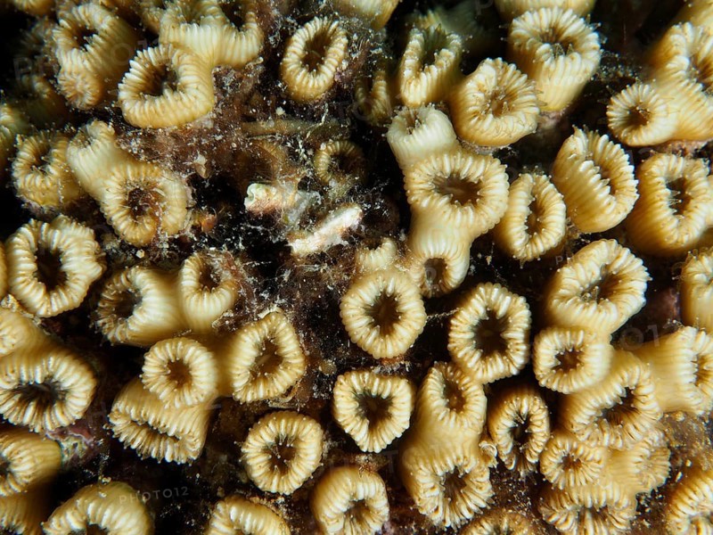Close-up of yellow grass coral (Cladocora caespitosa) with ring-shaped structures and small algae. Dive site Muzil, Stoja, Pula, Croatia, Mediterranean Sea