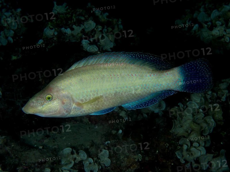A bluish shimmering peacock wrasse (Symphodus tinca) swims near the seabed at night. Dive site House Reef, Stoja, Pula, Croatia, Mediterranean Sea