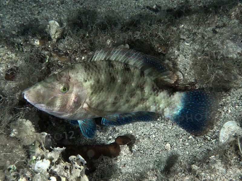 A peacock wrasse (Symphodus tinca) lies on the sandy seabed, surrounded by algae. Dive site House Reef, Stoja, Pula, Croatia, Mediterranean Sea