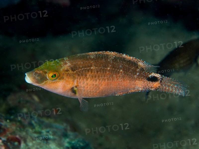 A brown-green Mediterranean wrasse (Symphodus mediterraneus) swims alone at depth above the seabed. Dive site House Reef, Stoja, Pula, Croatia, Mediterranean Sea