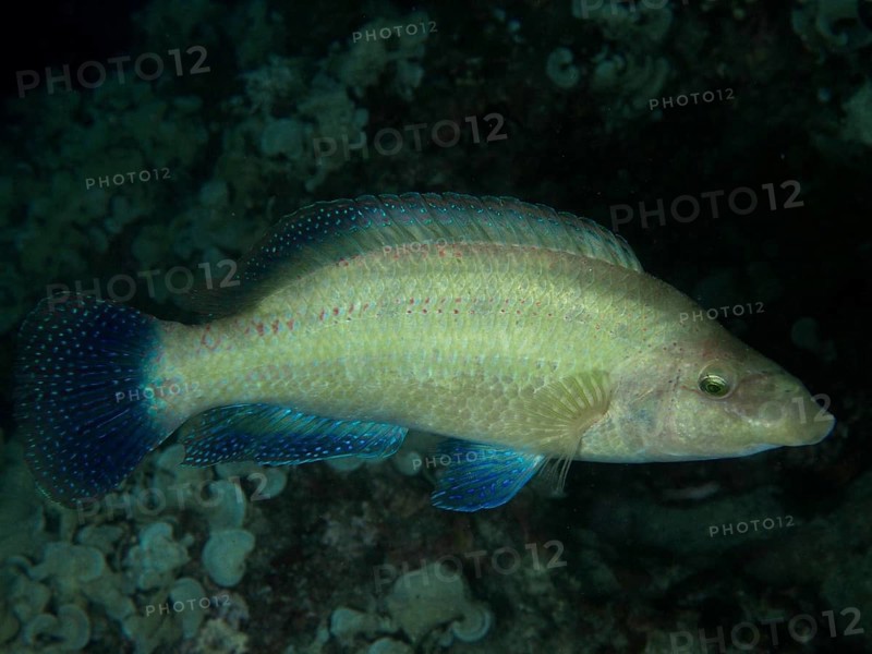A yellowish fish with light blue fins, peacock wrasse (Symphodus tinca), swims through dark sea depths. Dive site House Reef, Stoja, Pula, Croatia, Mediterranean Sea