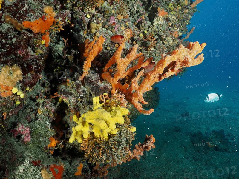 Colourful sea sponges in orange Mediterranean antler sponge (Axinella cannabina), antler sponge, and yellow extend from a reef into the open blue water. Dive site Fraskeric, Stoja, Pula, Croatia, Mediterranean Sea