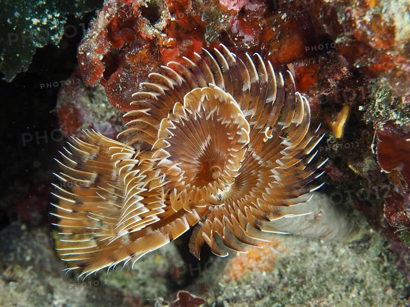 Brown feather worm with spiral tentacles, screw table (Sabella spallanzanii), in coral reef. Dive site Muzil, Stoja, Pula, Croatia, Mediterranean Sea