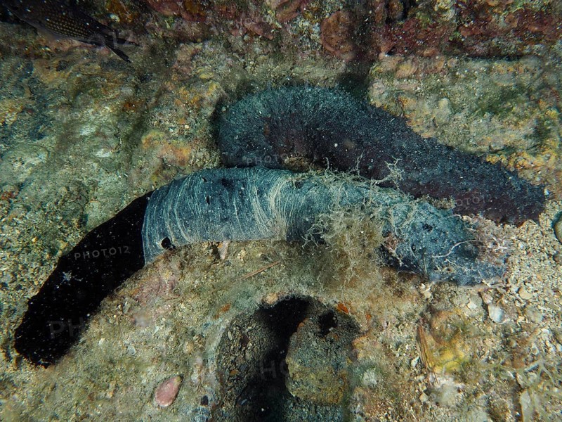 Two dark-coloured sea cucumbers, tubular sea cucumbers (Holothuria tubulosa) lie on the rocky seabed, partly covered. Dive site House Reef, Stoja, Pula, Croatia, Mediterranean Sea
