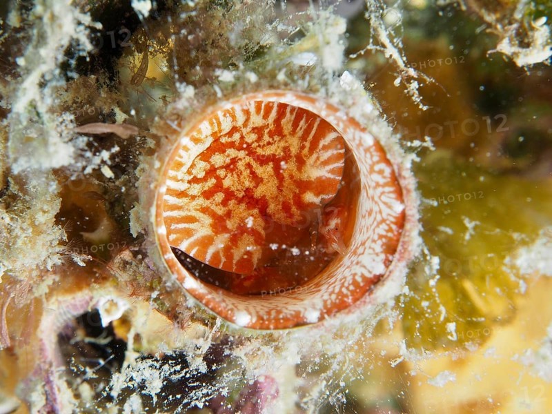 A red and white giant worm snail (Thylacodes arenarius), worm snail, with fine patterns and algae accumulations. Dive site House Reef, Stoja, Pula, Croatia, Mediterranean Sea