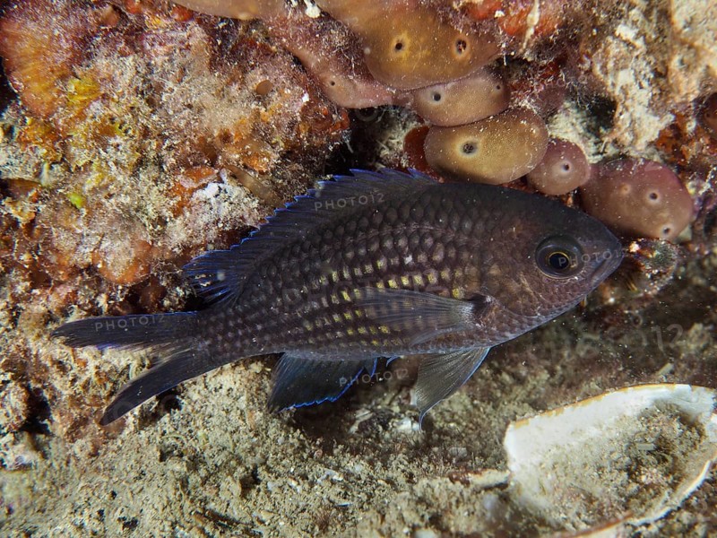 A small, dark-coloured fish with distinctive scales, monkfish (Chromis chromis), near sea sponges. Dive site House reef, Stoja, Pula, Croatia, Mediterranean Sea