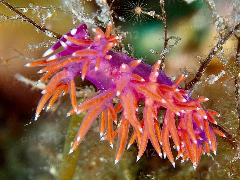 Edmundsella pedata (Edmundsella pedata) with bright orange appendages. Dive site Muzil, Stoja, Pula, Croatia, Mediterranean Sea