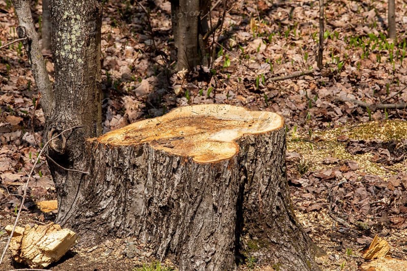 Stump of a large white pine cut down by foresters, La Mauricie region, Province of Quebec, Canada