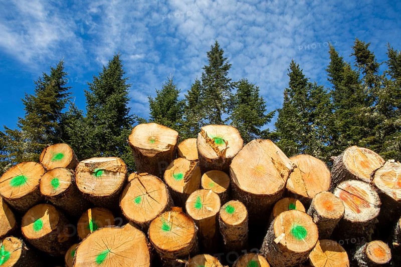 Cut and stacked tree trunks, La Mauricie region, Province of Quebec, Canada