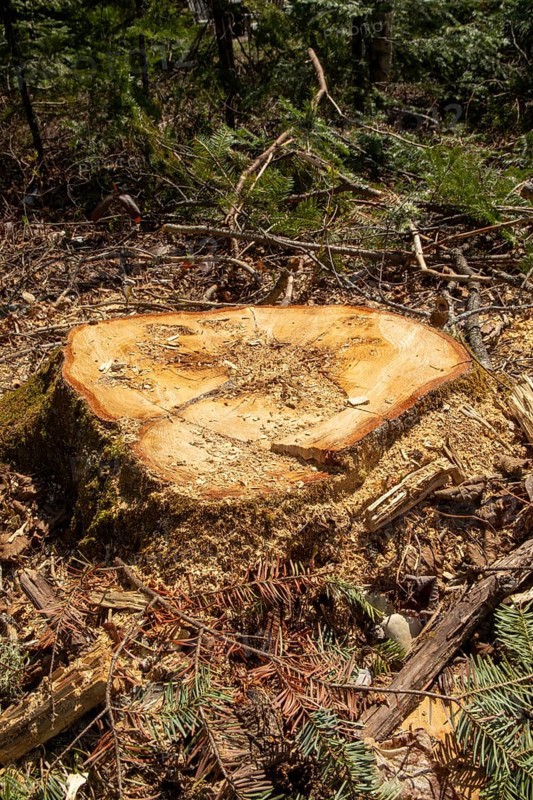 Stump of a large white pine cut down by foresters, La Mauricie region, Province of Quebec, Canada