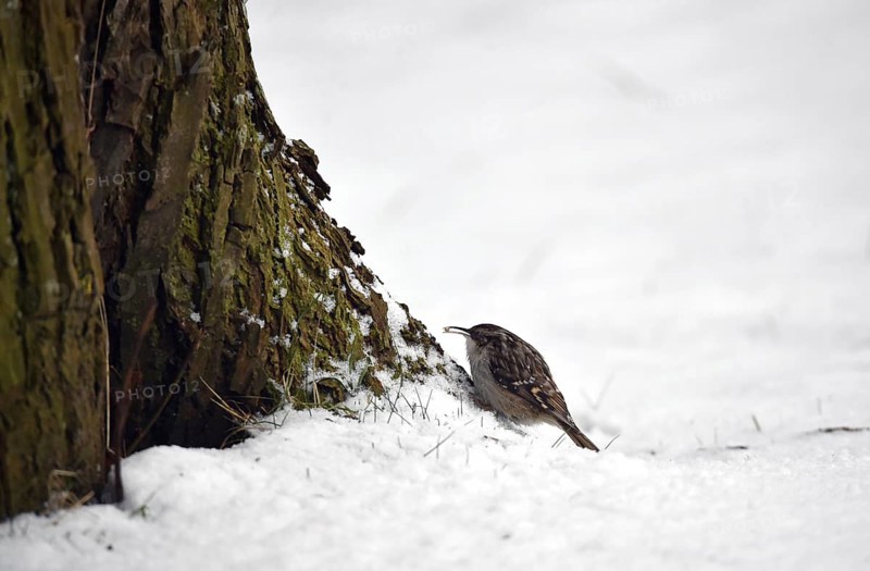 Treecreeper, (Certhia) in the snow, winter, Schleswig-Holstein, Germany