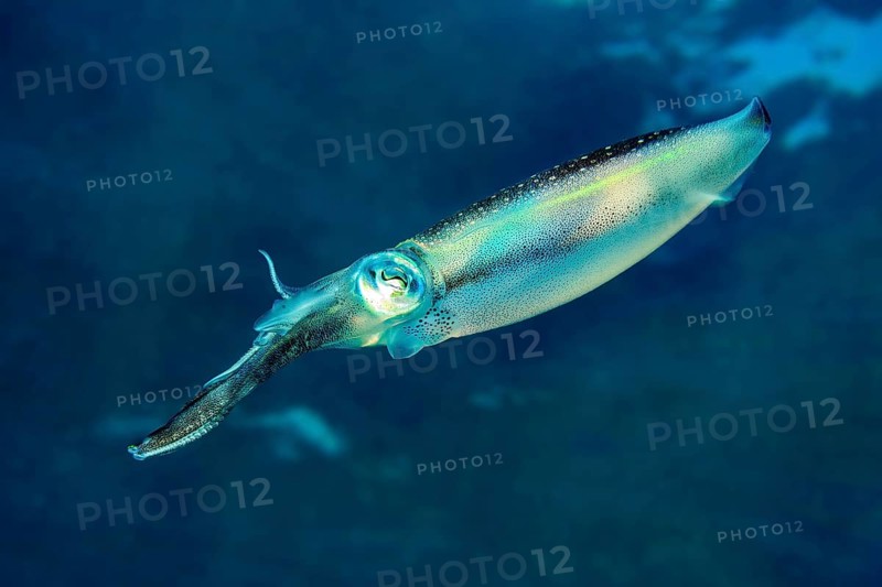 Underwater photo Close-up of large-fin reef squid (Sepioteuthis lessoniana) Squid Cephalopod squid swimming through coral reef, Indian Ocean, Andaman Sea, Thailand