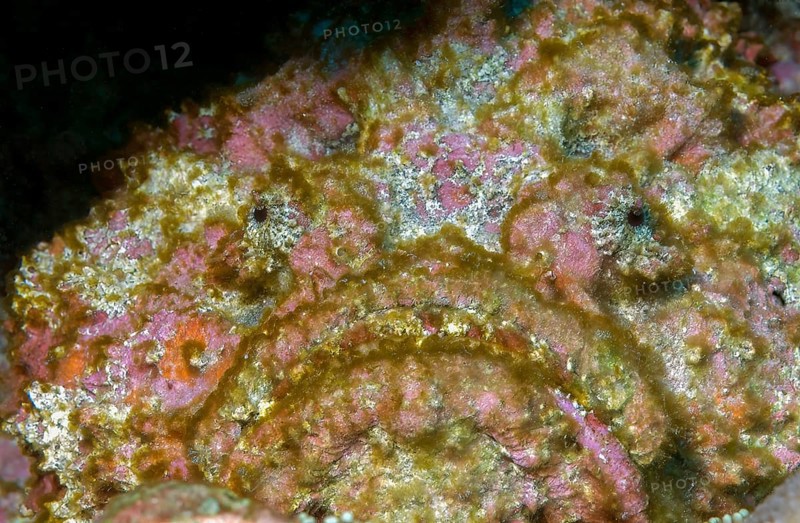 Underwater photo of camouflage behaviour Mimesis of large stonefish (Synanceia verrucosa) camouflaging stony coral, Red Sea, Egypt