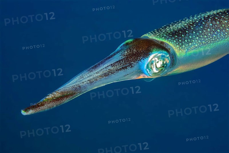 GUnderwater photo close-up head portrait head portrait of bigfin reef squid (Sepioteuthis lessoniana) squid cephalopod octopus swimming through open water blue sea, Indian Ocean, Andaman Sea, Thailand