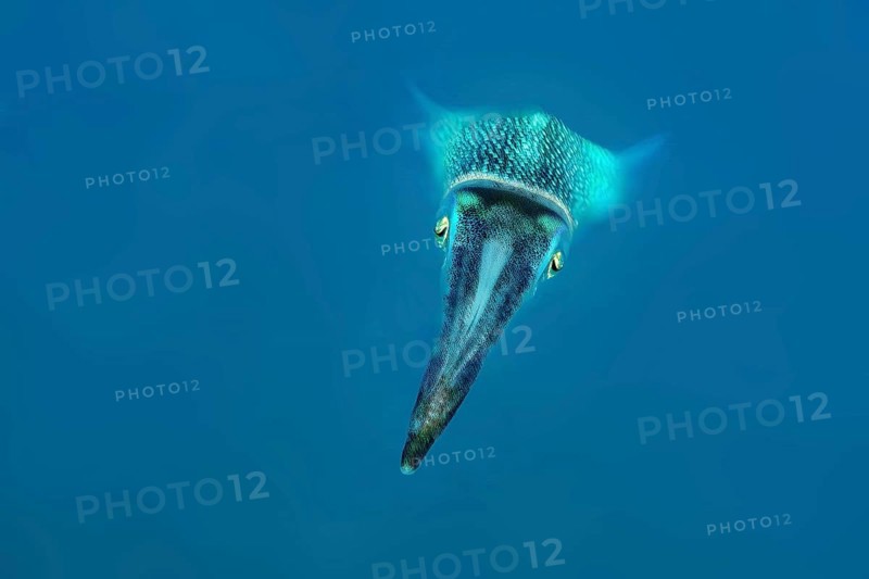 Underwater photo close-up of large-fin reef squid (Sepioteuthis lessoniana) squid cephalopod octopus swimming through open water blue sea, Indian Ocean, Andaman Sea, Thailand
