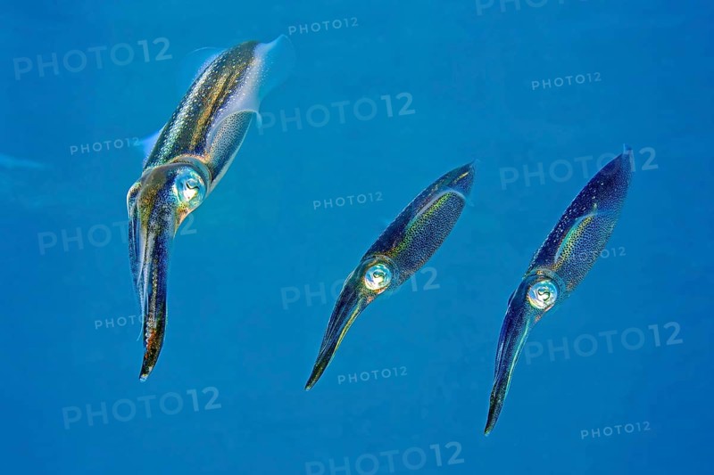 Underwater photo close-up of three specimens small group of large-fin reef squid (Sepioteuthis lessoniana) squid cephalopod octopus swimming through coral reef, Indian Ocean, Andaman Sea, Thailand