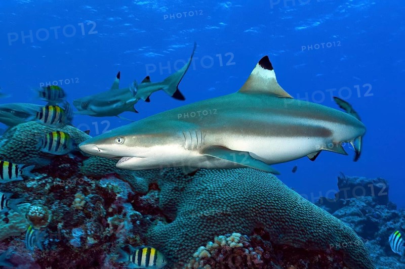 Underwater photo close-up of large adult blacktip reef shark (Carcharhinus melanopterus) blacktip reef shark swimming over coral reef close to viewer, Pacific Ocean, Yap Island, Yap State, Caroline Islands, FSM, Federated States of Micronesia, Australia, Oceania