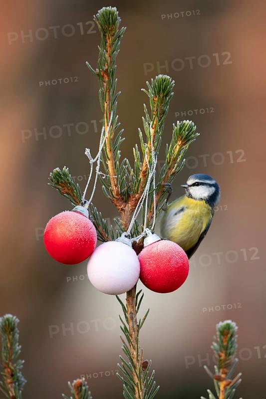 Blue tit (Cyanistes caeruleus) adult garden bird on a Christmas spruce tree in winter, England, United Kingdom