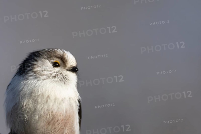 Long tailed tit (Aegithalos caudatus) adult garden bird head portrait, Suffolk, England, United Kingdom