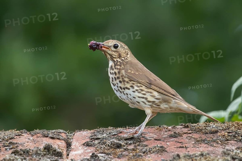 Song thrush (Turdus philomelos) adult bird on a garden wall with a beakful of fruit for food in summer, England, United Kingdom