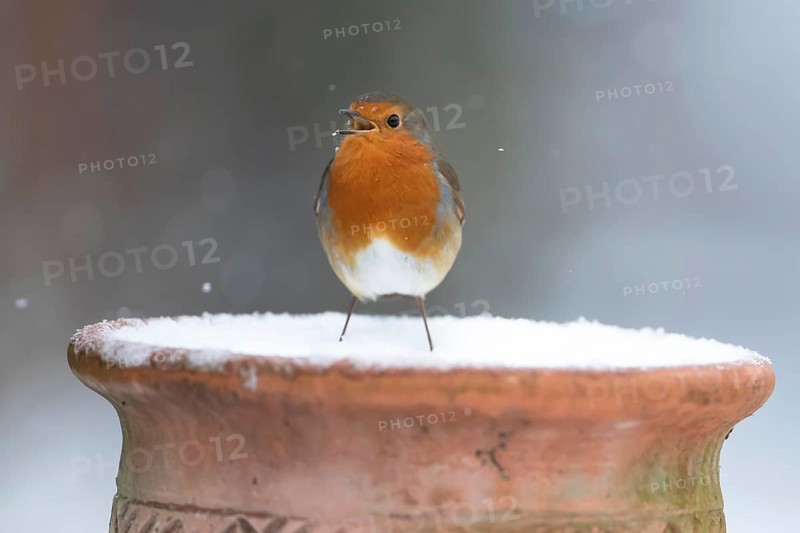 European robin (Erithacus rubecula) adult garden bird singing on snow covered flower pot in winter, Suffolk, England, United Kingdom
