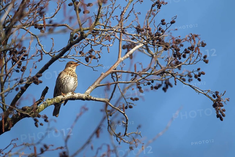 Song thrush (Turdus philomelos) adult garden bird singing in a tree in spring, England, United Kingdom