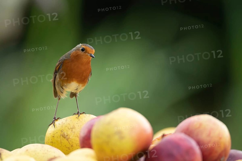 European robin (Erithacus rubecula) adult garden bird on a pile of apples fruit in autumn, Suffolk, England, United Kingdom