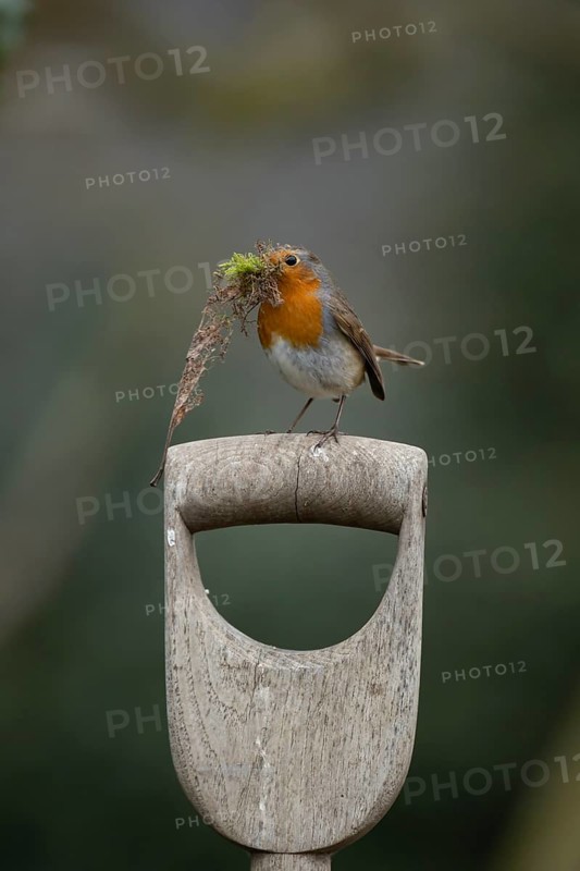 European robin (Erithacus rubecula) adult garden bird on a fork handle with nest material in its beak in spring, Suffolk, England, United Kingdom