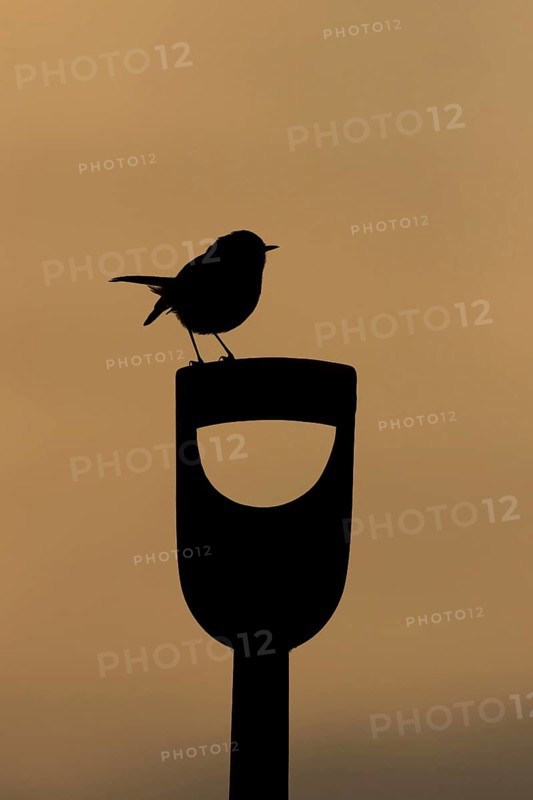European robin (Erithacus rubecula) adult garden bird on a fork handle silhouette at sunrise in spring, Suffolk, England, United Kingdom