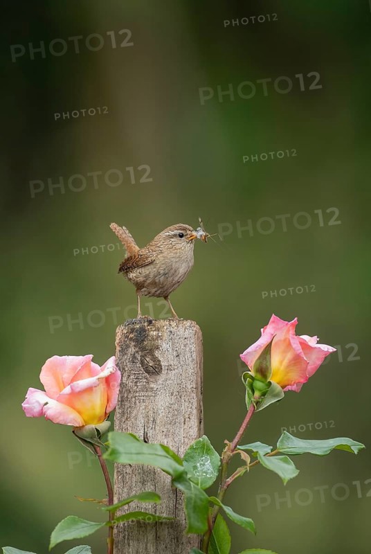 Eurasian wren (Troglodytes troglodytes) adult garden bird with insects in its beak on a garden fence post in summer, Suffolk, England, United Kingdom
