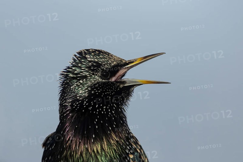 Common starling (Sturnus vulgaris) adult garden bird singing, England, United Kingdom