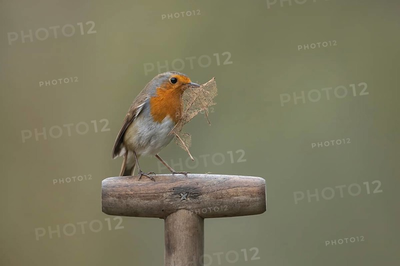 European robin (Erithacus rubecula) adult garden bird on a fork handle with a leaf for nest material in its beak in spring, Suffolk, England, United Kingdom