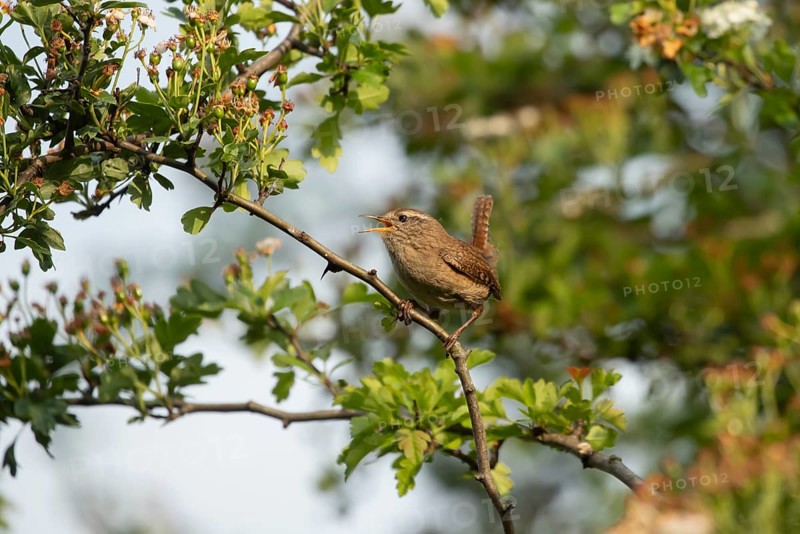 Eurasian wren (Troglodytes troglodytes) adult garden bird singing in a Hawthorn tree in summer, Suffolk, England, United Kingdom