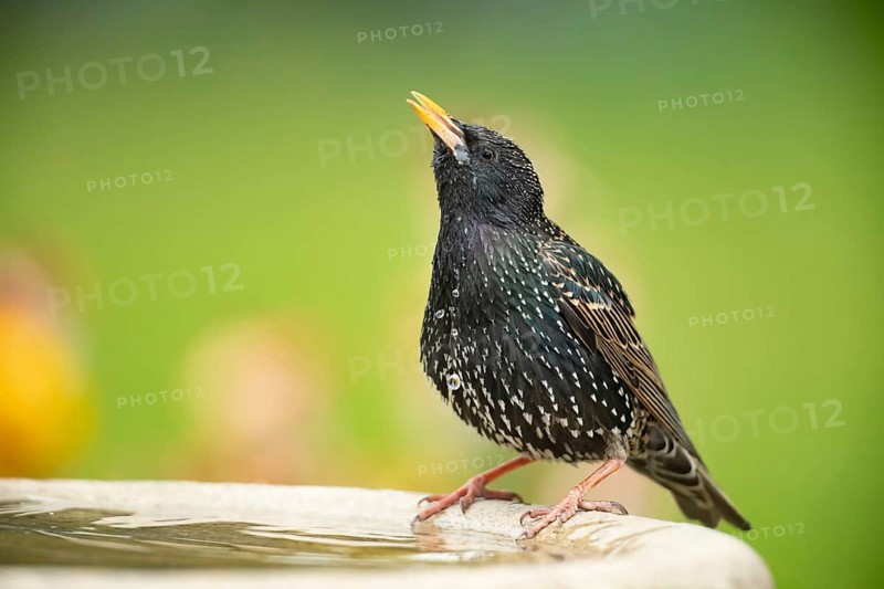 Common starling (Sturnus vulgaris) adult bird drinking water from a garden bird bath in spring, Suffolk, England, United Kingdom