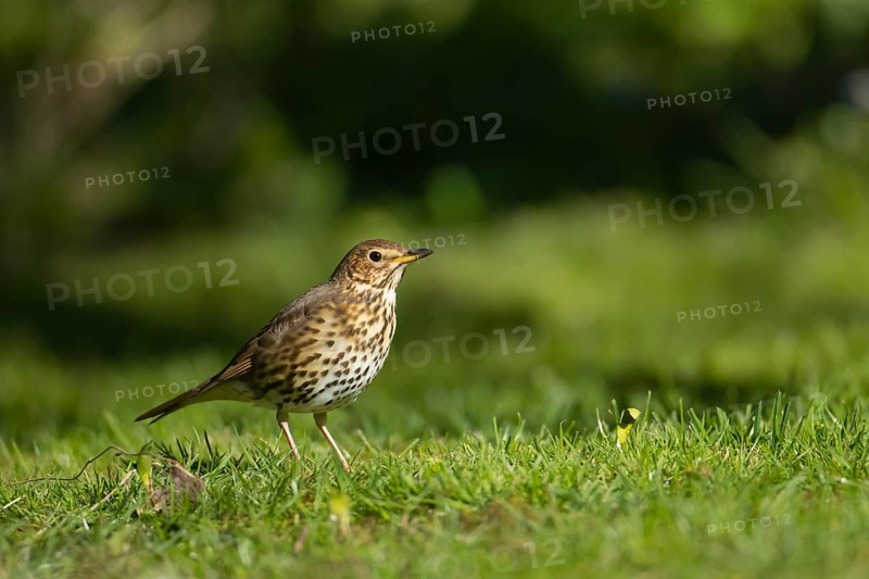 Song thrush (Turdus philomelos) adult bird on a garden grass lawn, Suffolk, England, United Kingdom