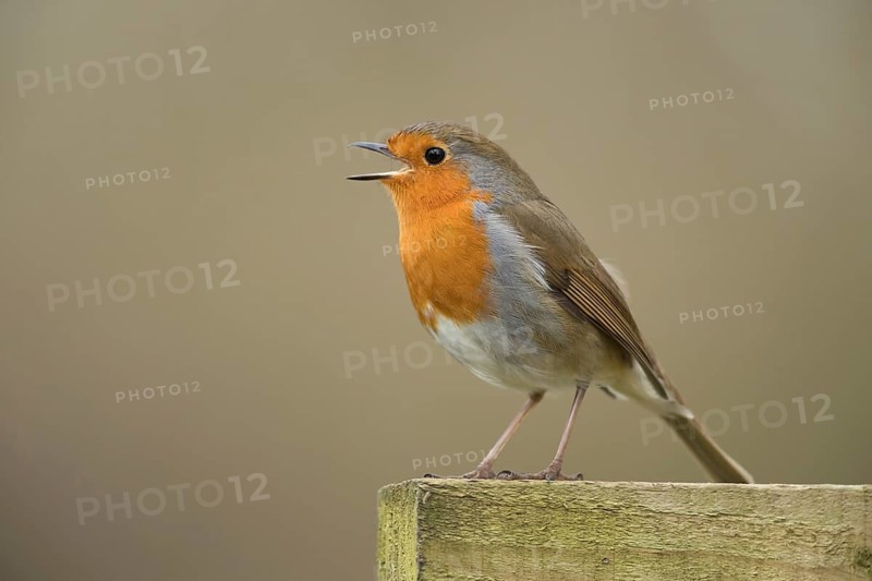 European robin (Erithacus rubecula) adult garden bird singing on a fence in spring, Suffolk, England, United Kingdom